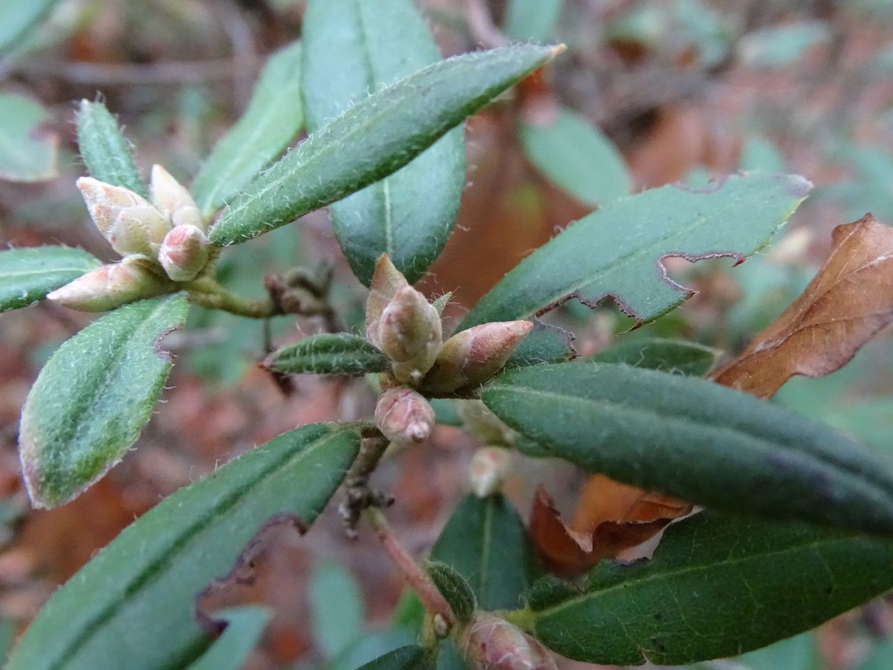 Rhododendron scabrifolium flower