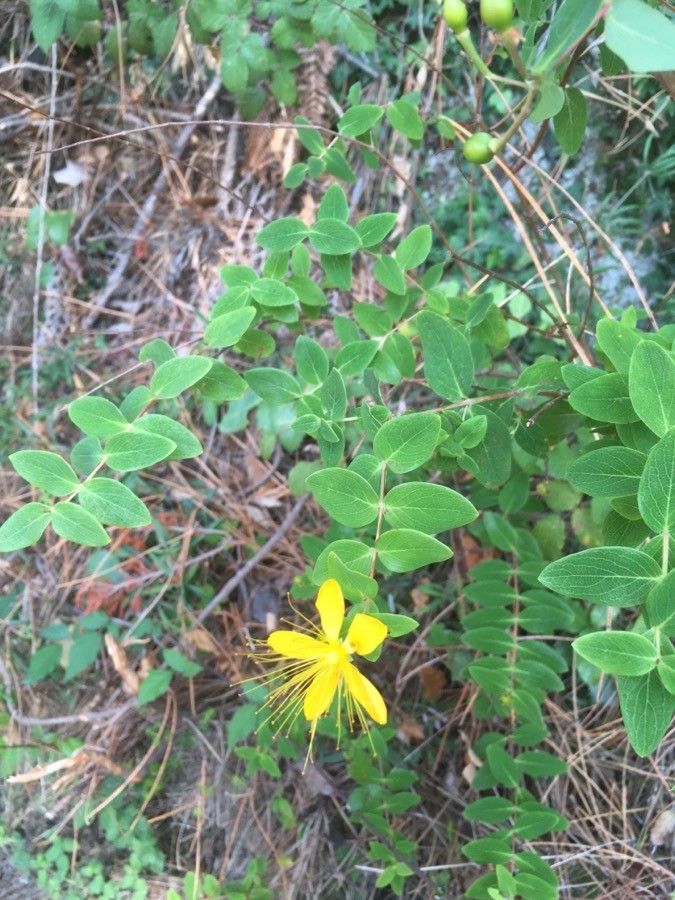 Hypericum hircinum flower