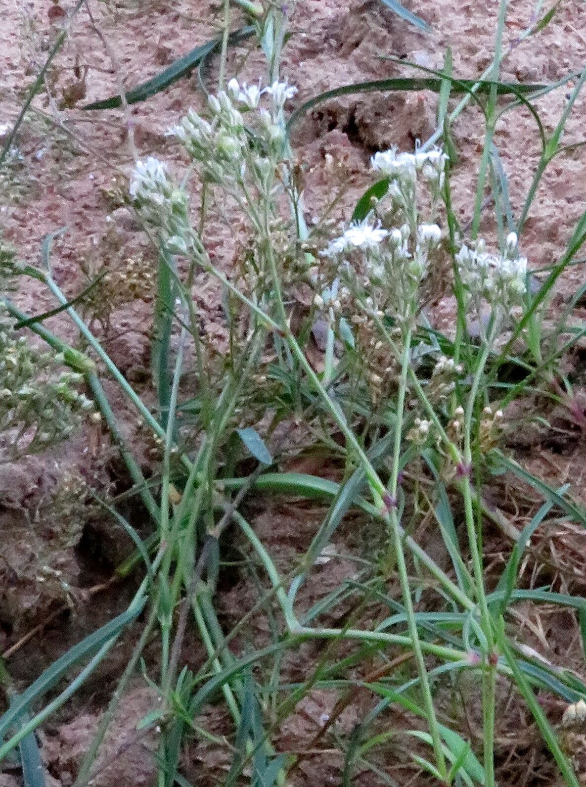 Gypsophila fastigiata — search result for 'Gypsophila'