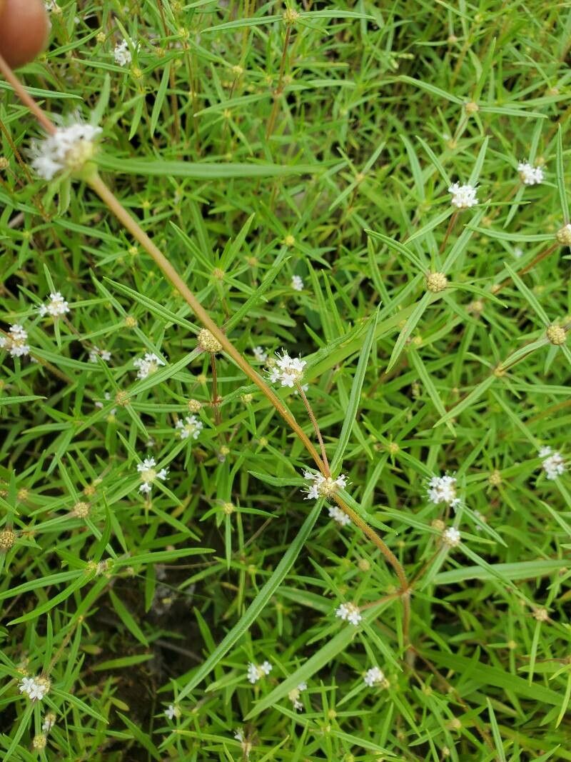 Spermacoce octodon — houseplant care guide