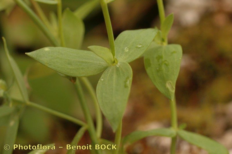 Linaria platycalyx other