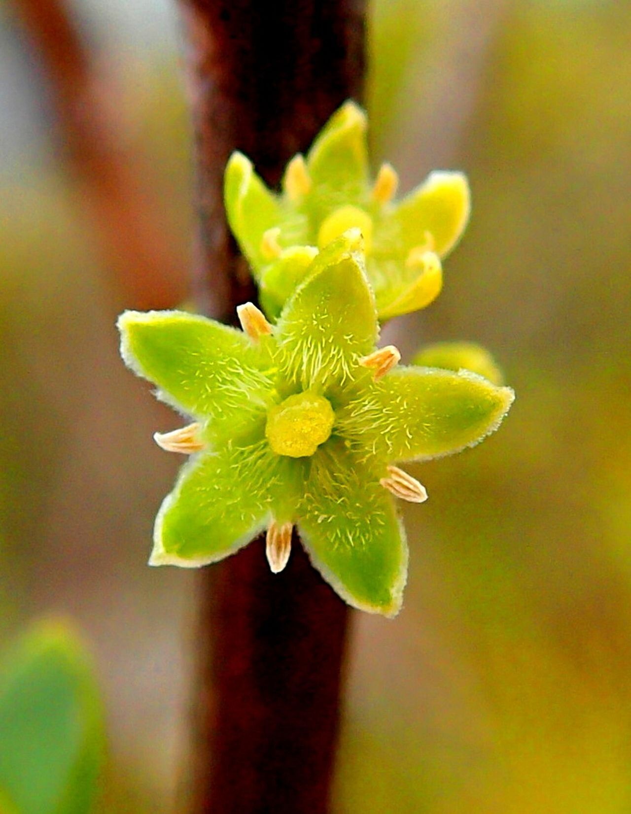 Geniostoma densiflorum — related species from the same genus