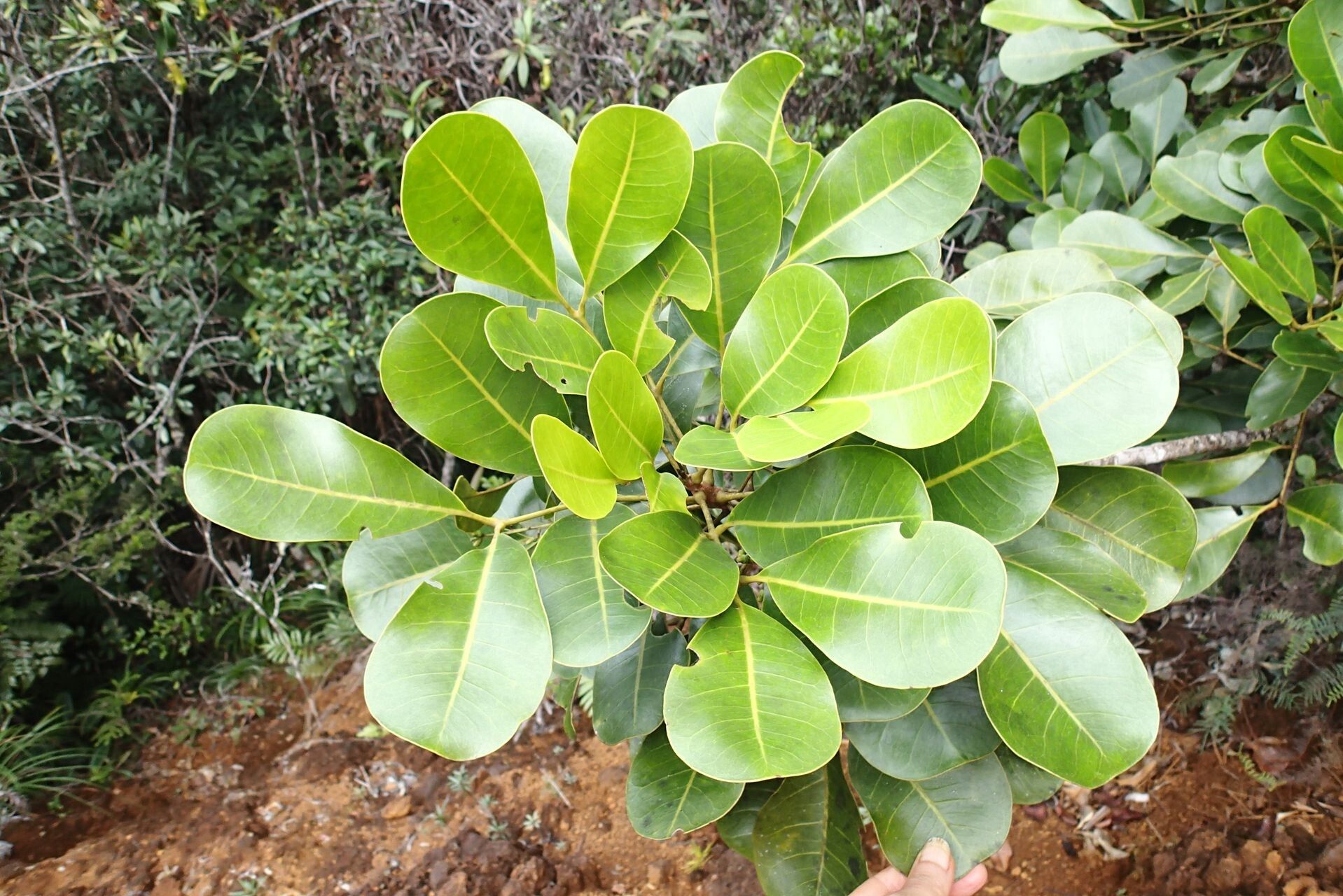 Dysoxylum rufescens leaf