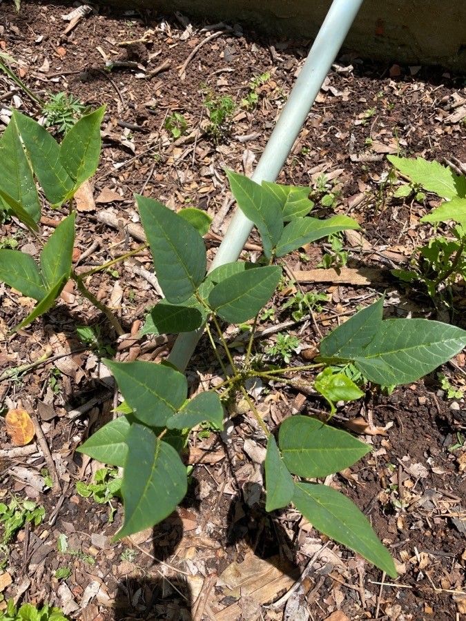 Erythrina poeppigiana — search result for 'Erythrina'