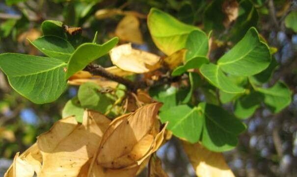 Haematoxylum brasiletto leaf