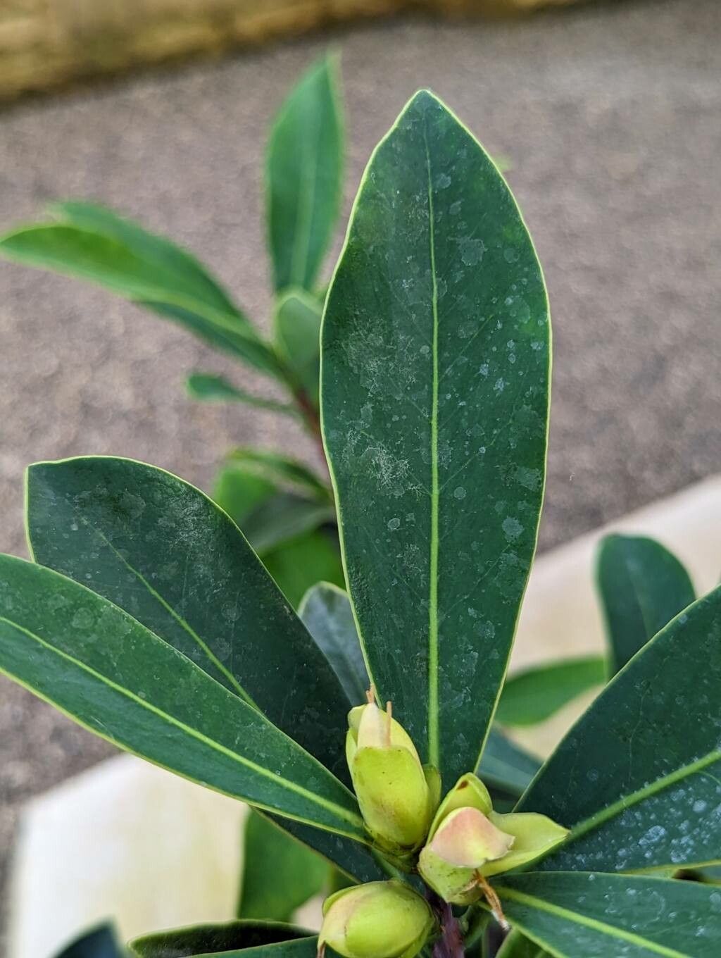 Camellia azalea leaf