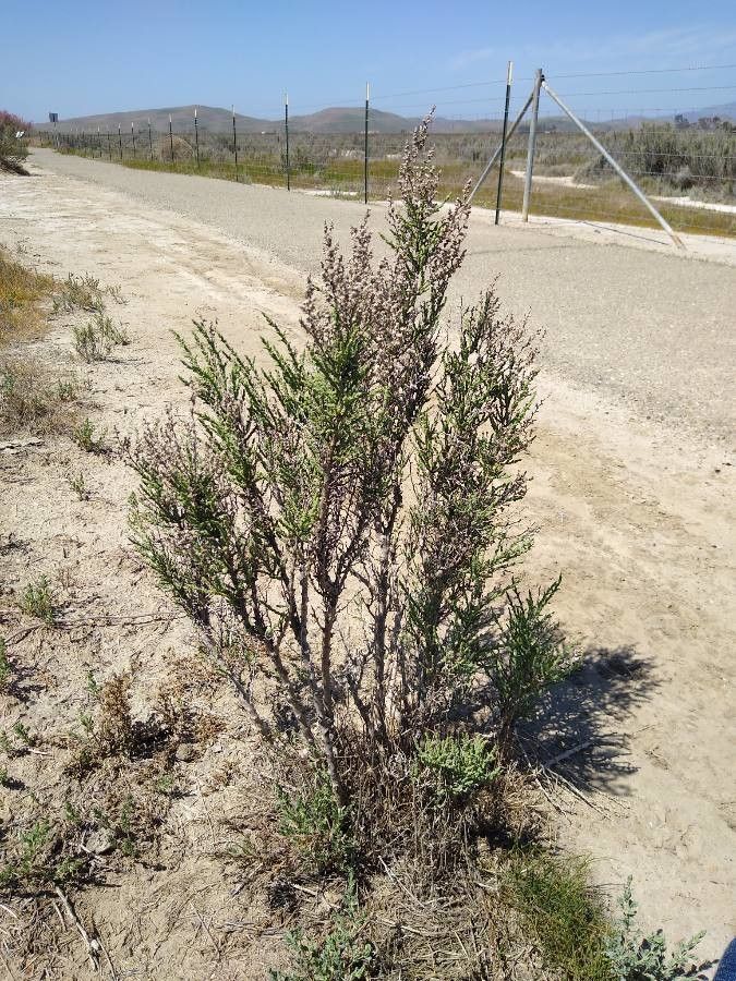 Allenrolfea occidentalis habit
