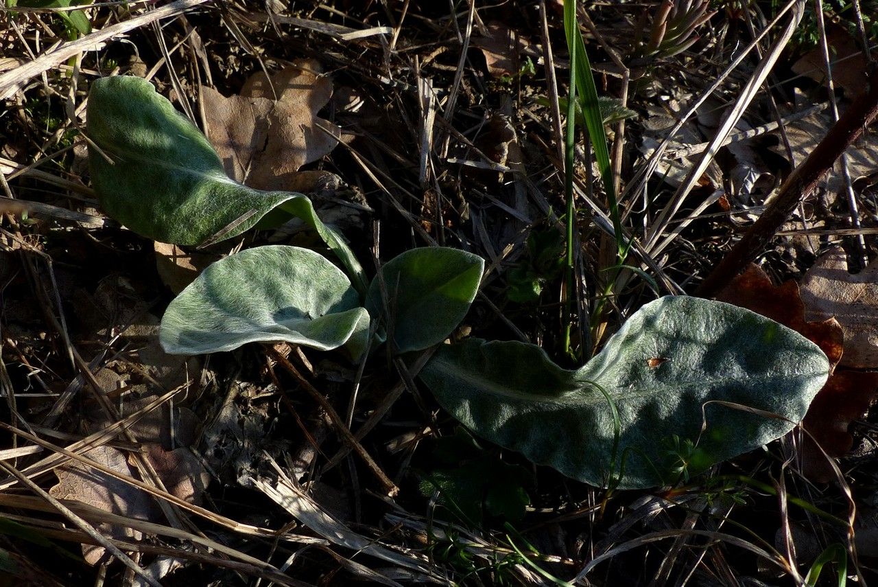 Cyanus semidecurrens leaf