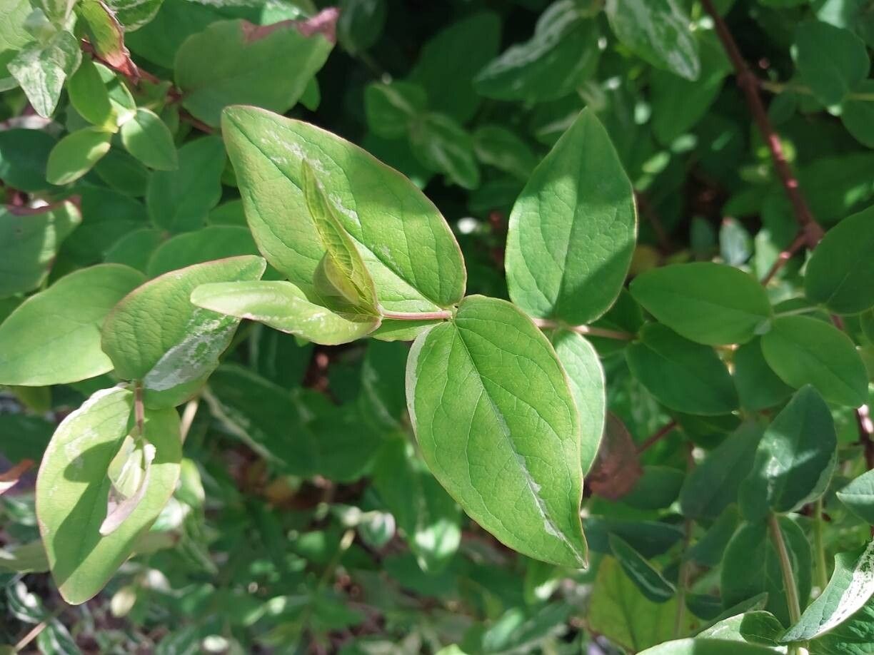 Hypericum × moserianum — search result for 'Hypericum'