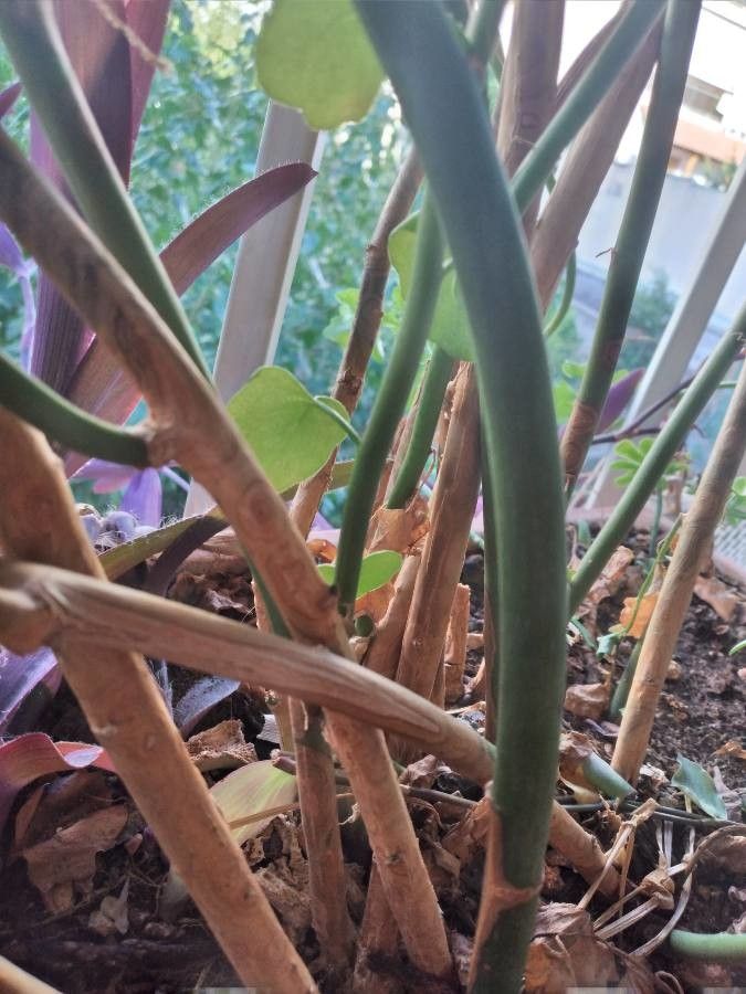 Delairea odorata bark