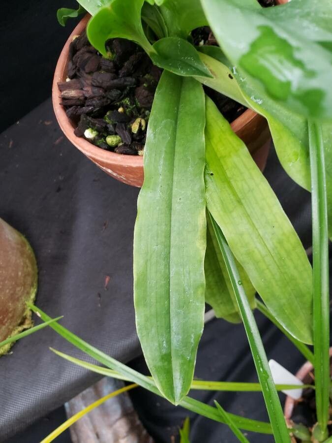 Paphiopedilum primulinum — search result for 'Paphiopedilum'