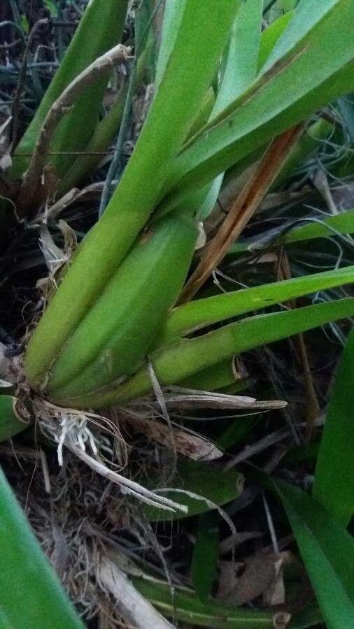 Oncidium altissimum leaf