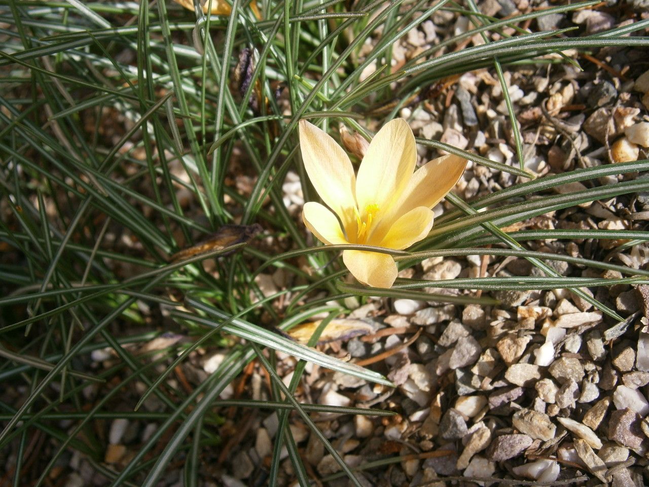 Crocus angustifolius habit