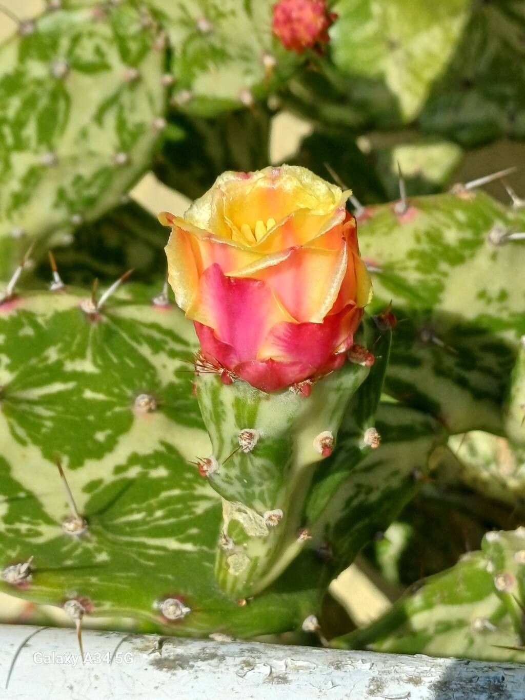 Opuntia monacanthos flower