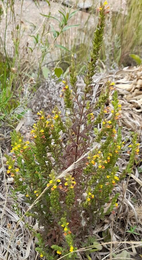 Bartsia fiebrigii habit