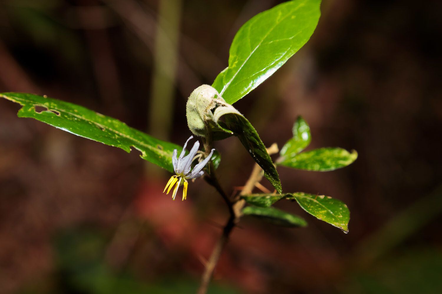 Solanum shirleyanum flower