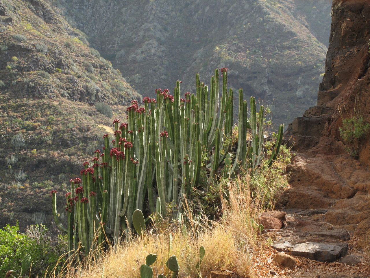 Euphorbia canariensis fruit