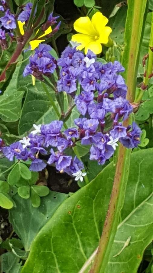 Limonium macrophyllum flower