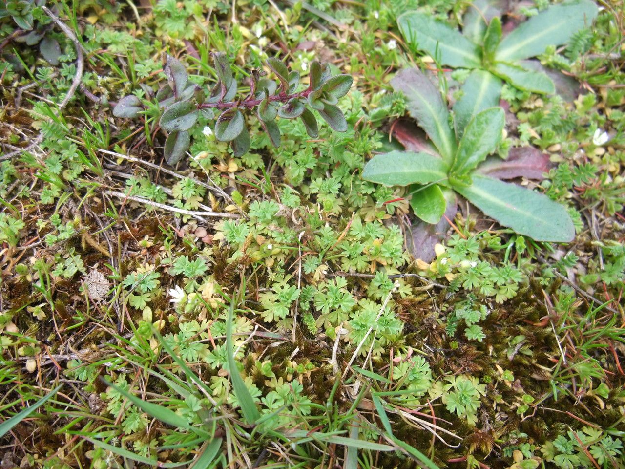 Aphanes australis habit