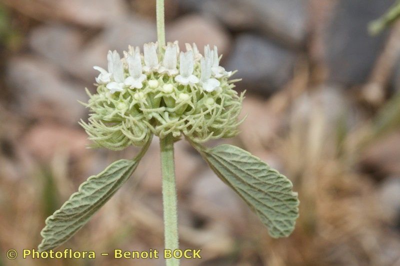 Marrubium multibracteatum flower