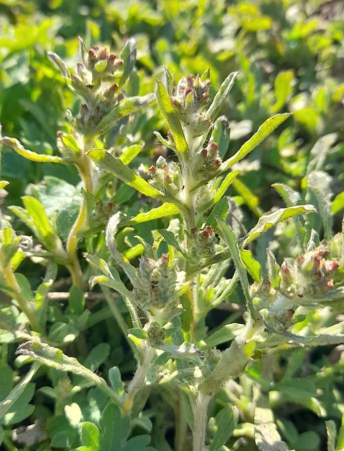 Gnaphalium pensylvanicum flower