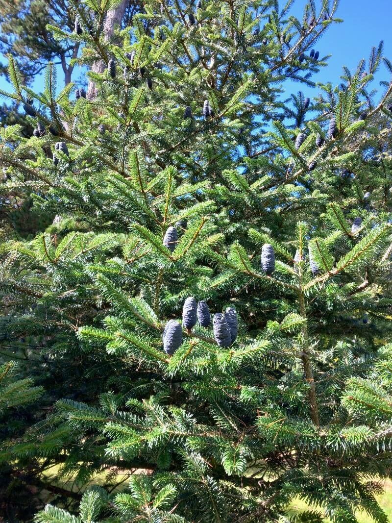Abies densa — houseplant care guide