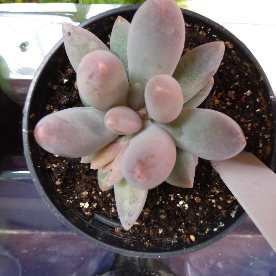 Pachyphytum machucae — houseplant care guide