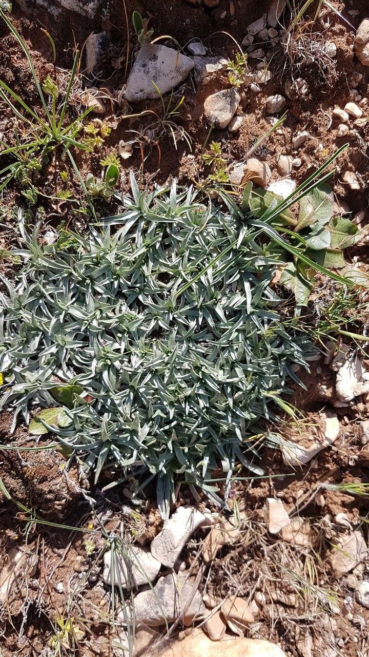 Scorzonera caespitosa habit