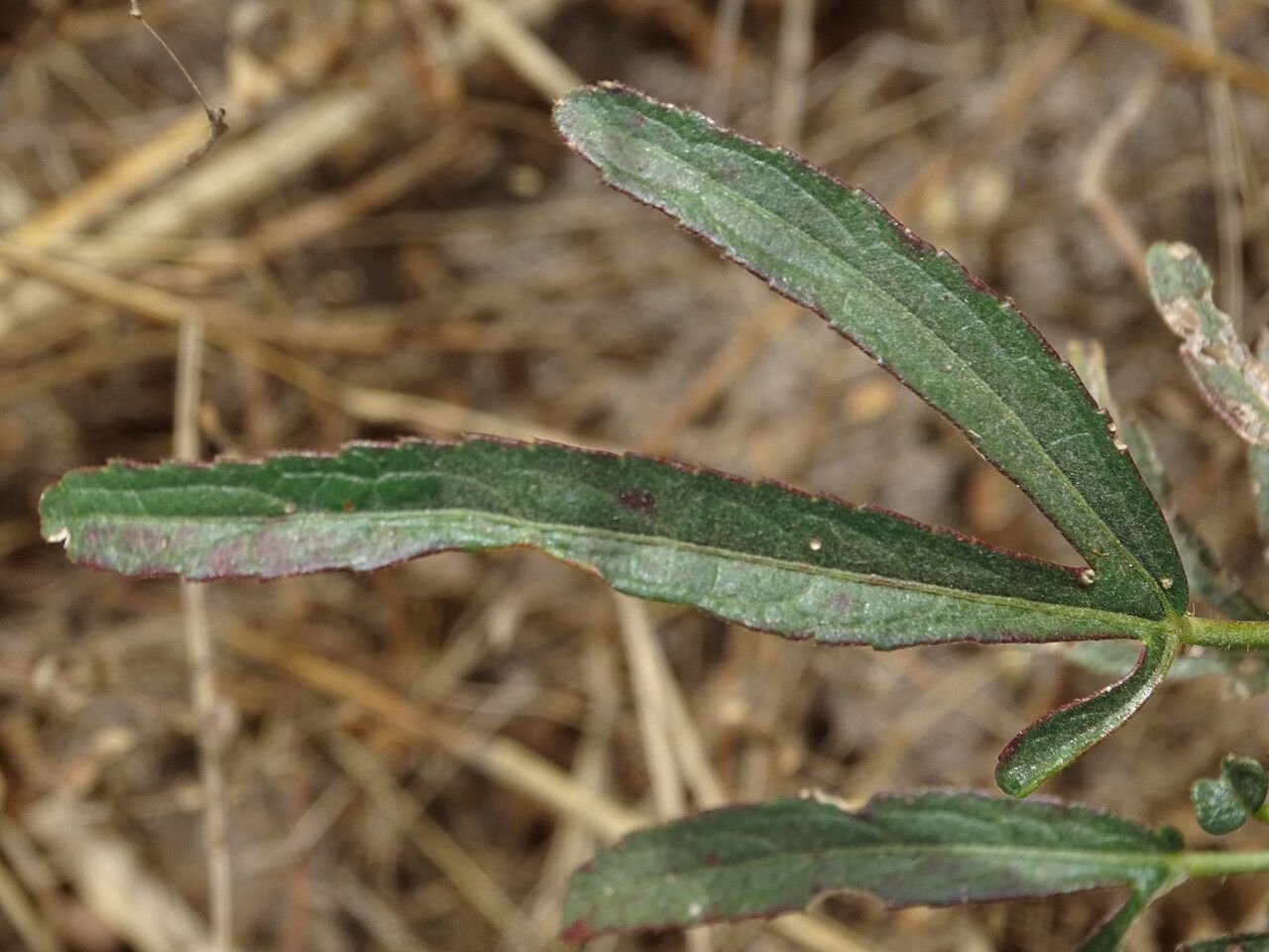 Hibiscus cannabinus leaf
