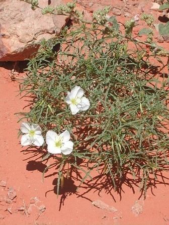 Oenothera primiveris habit