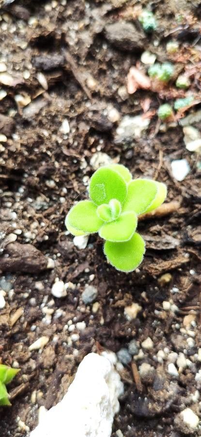 Plectranthus hadiensis bark
