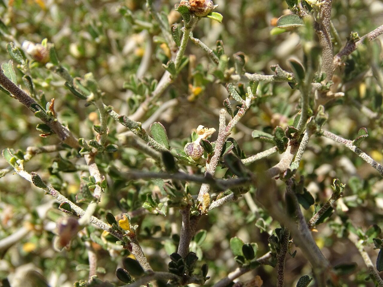Sida tenuicarpa fruit