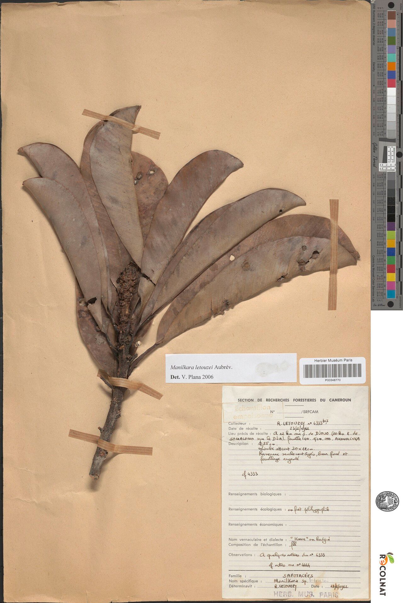 Manilkara letestui — houseplant care guide