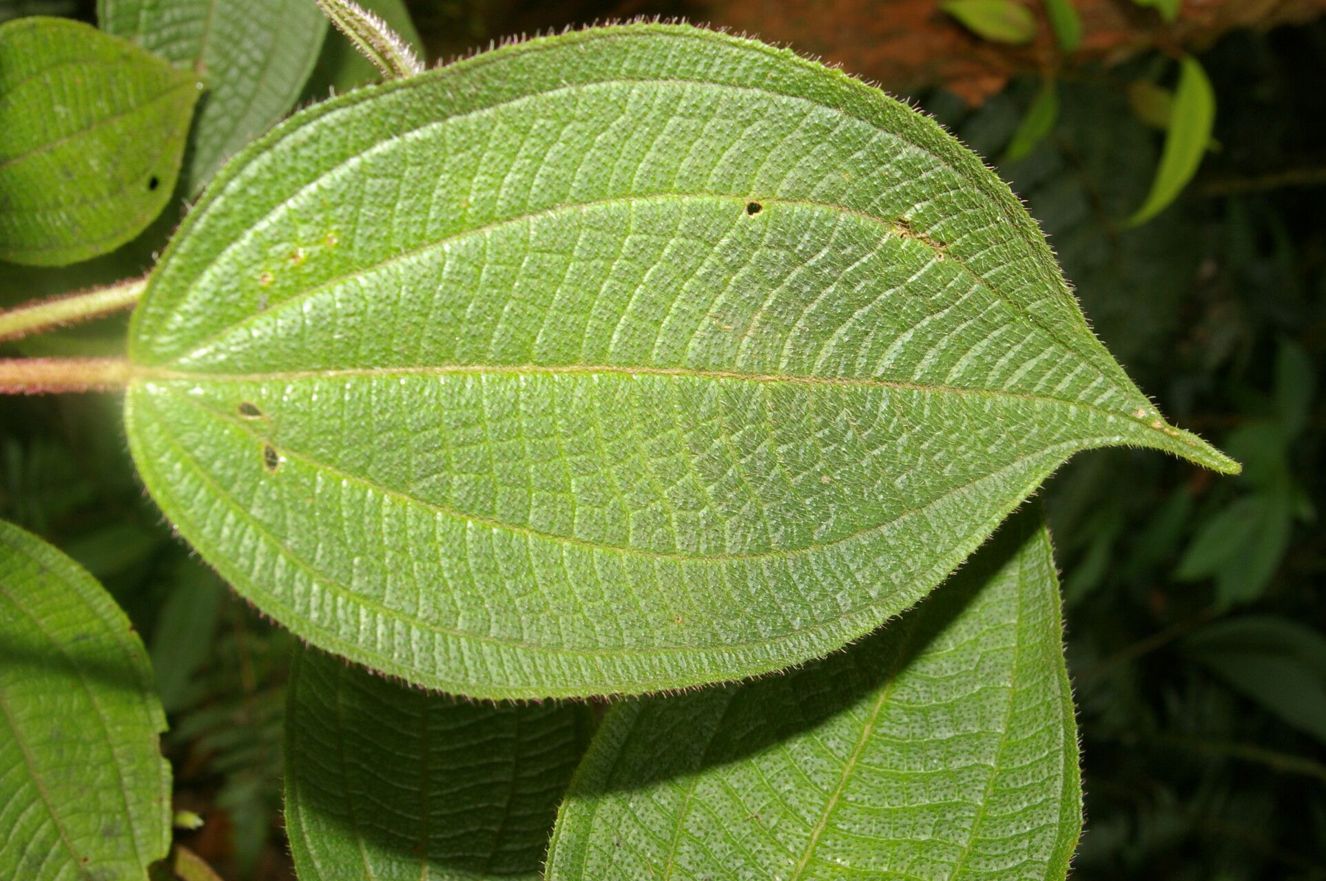 Miconia davidsei — houseplant care guide