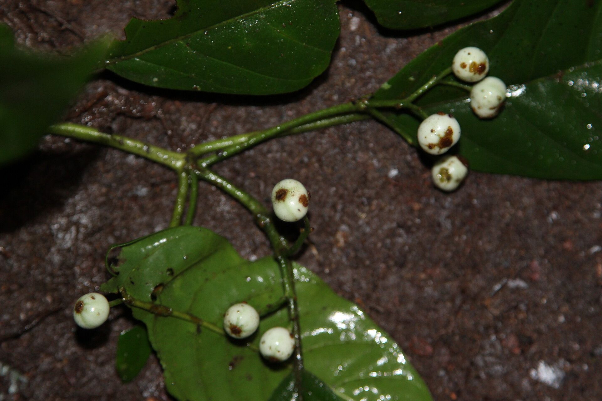 Pavetta puberula fruit