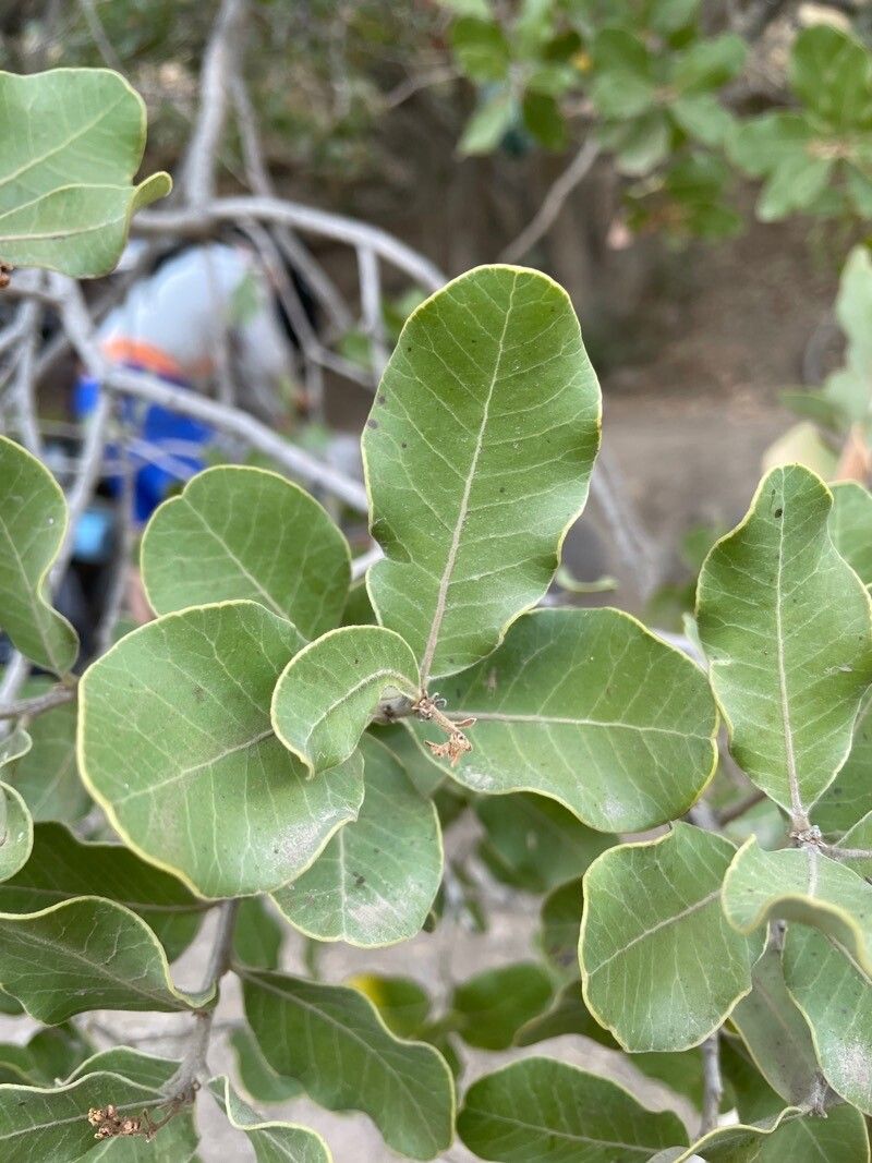 Lithraea caustica — related species from the same genus
