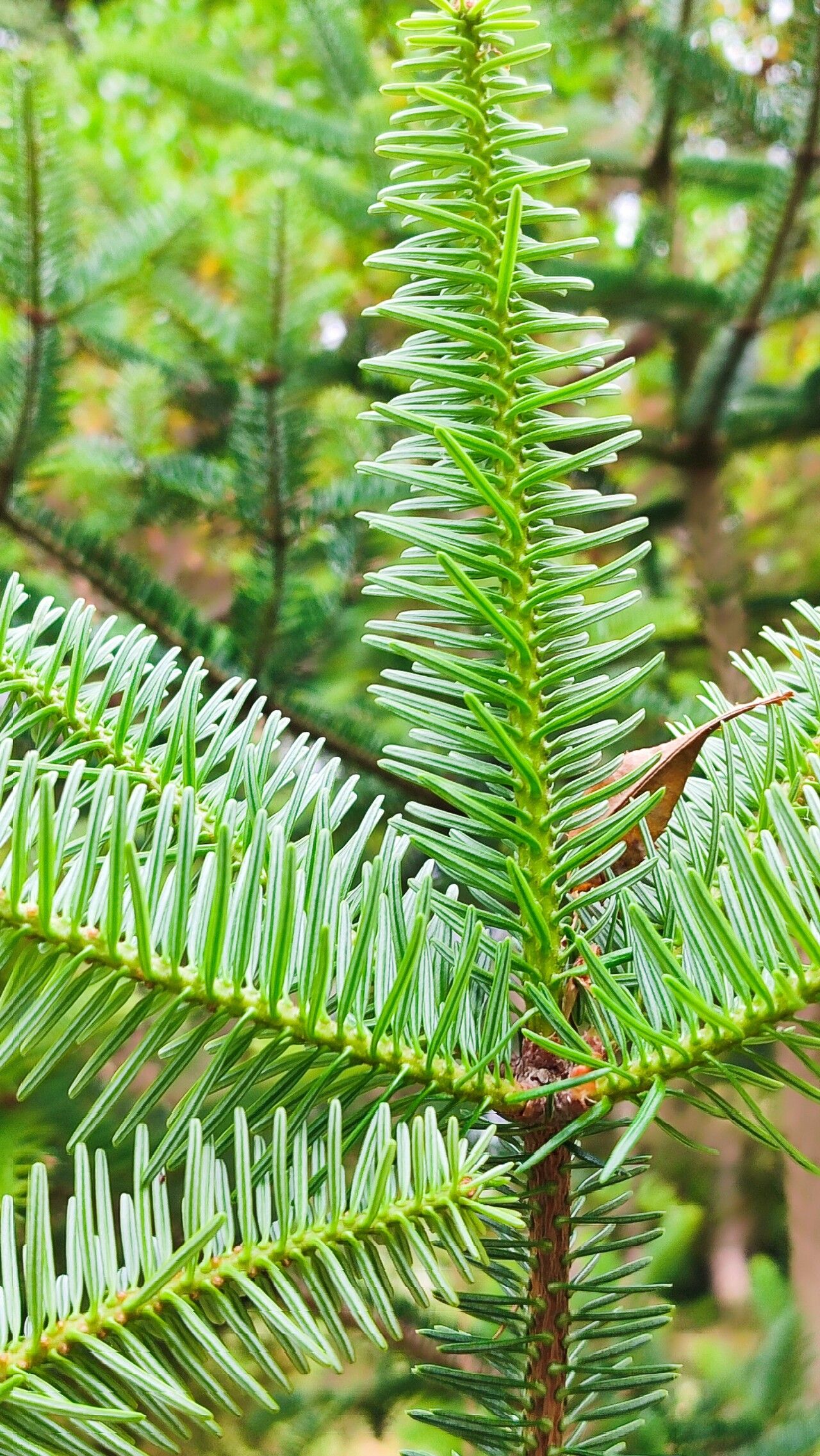 Abies pardei leaf