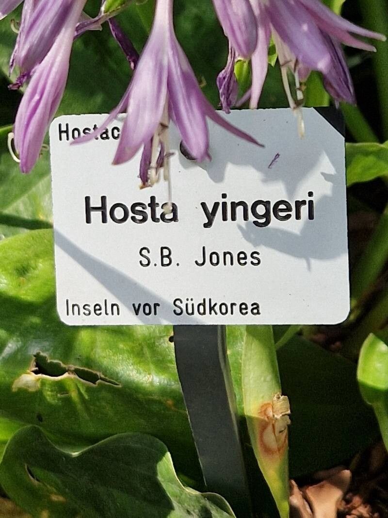 Hosta yingeri other