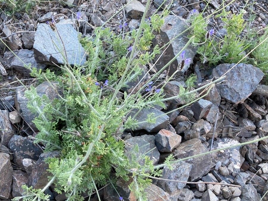 Lavandula multifida leaf