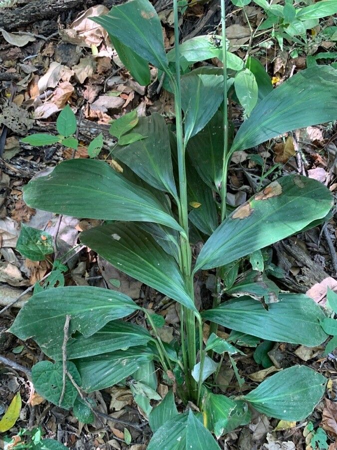 Pharus mezii — related species from the same genus