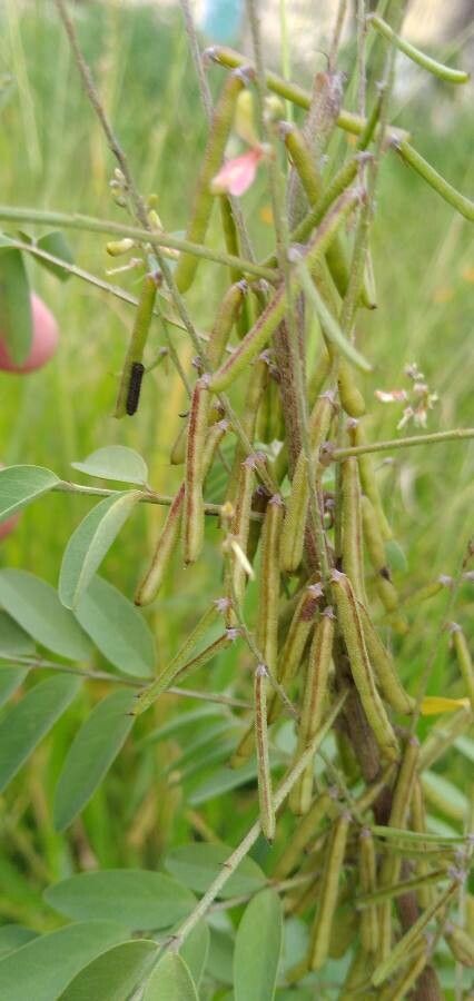 Indigofera suffruticosa leaf