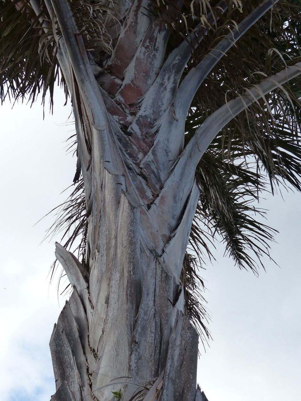 Raphia australis bark