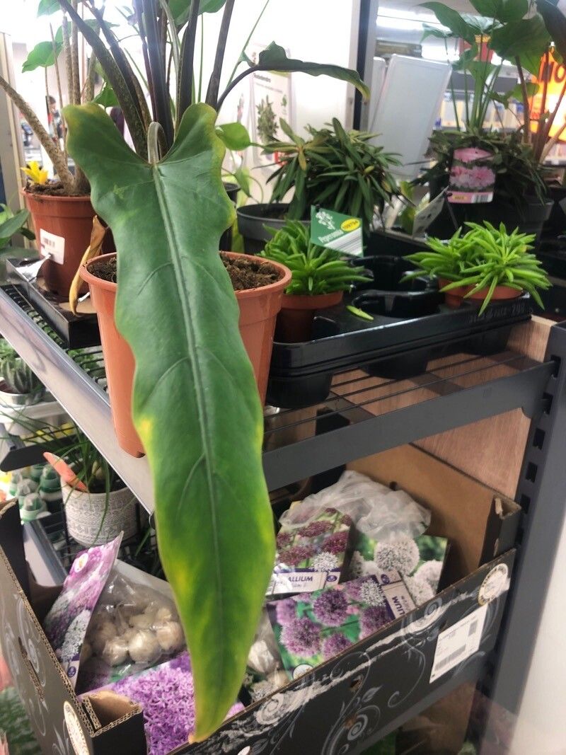 Alocasia lauterbachiana leaf