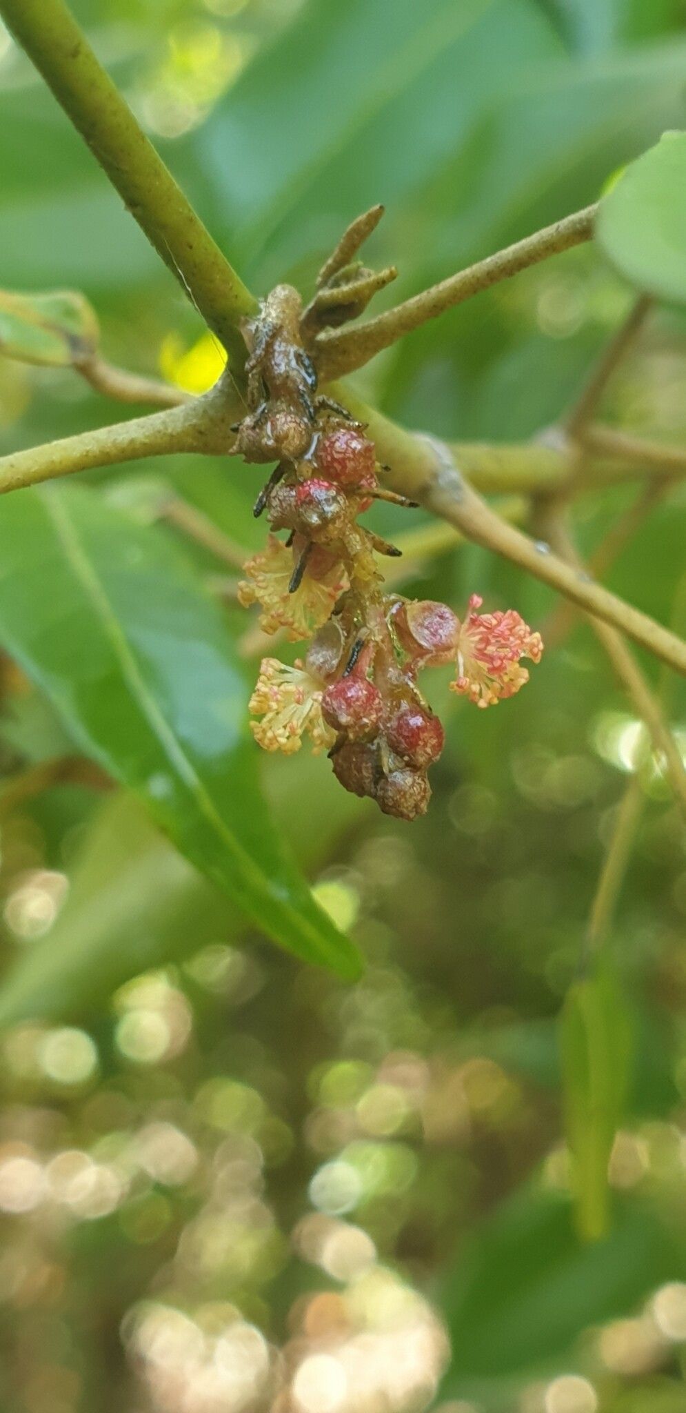 Hancea spinulosa flower