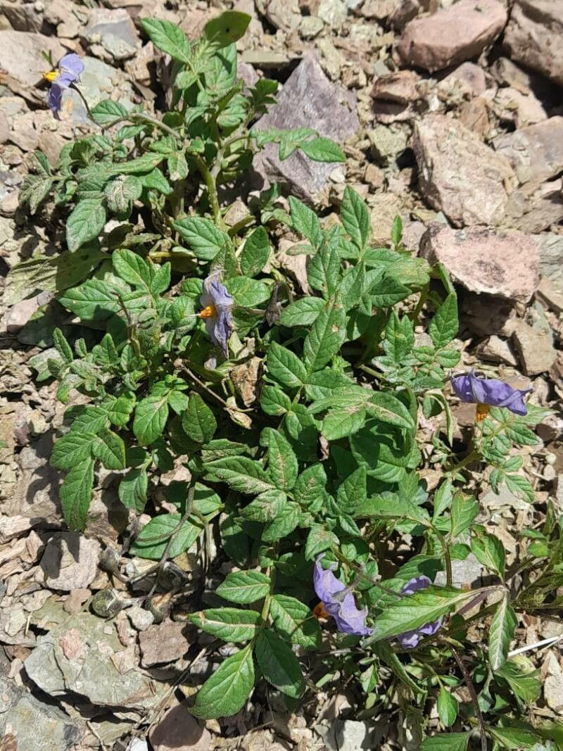 Solanum neorossii habit