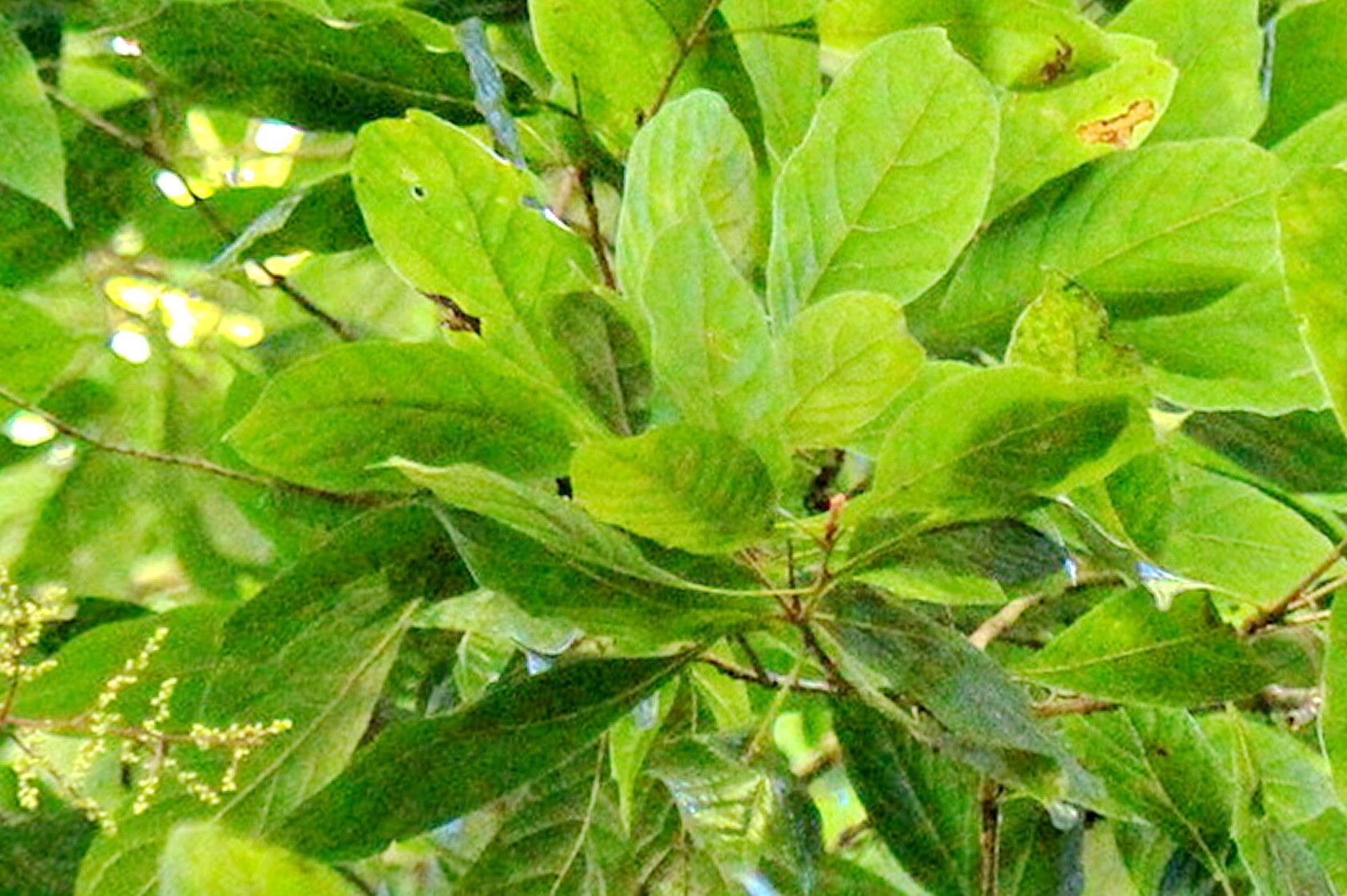 Meliosma callicarpifolia — related species from the same genus