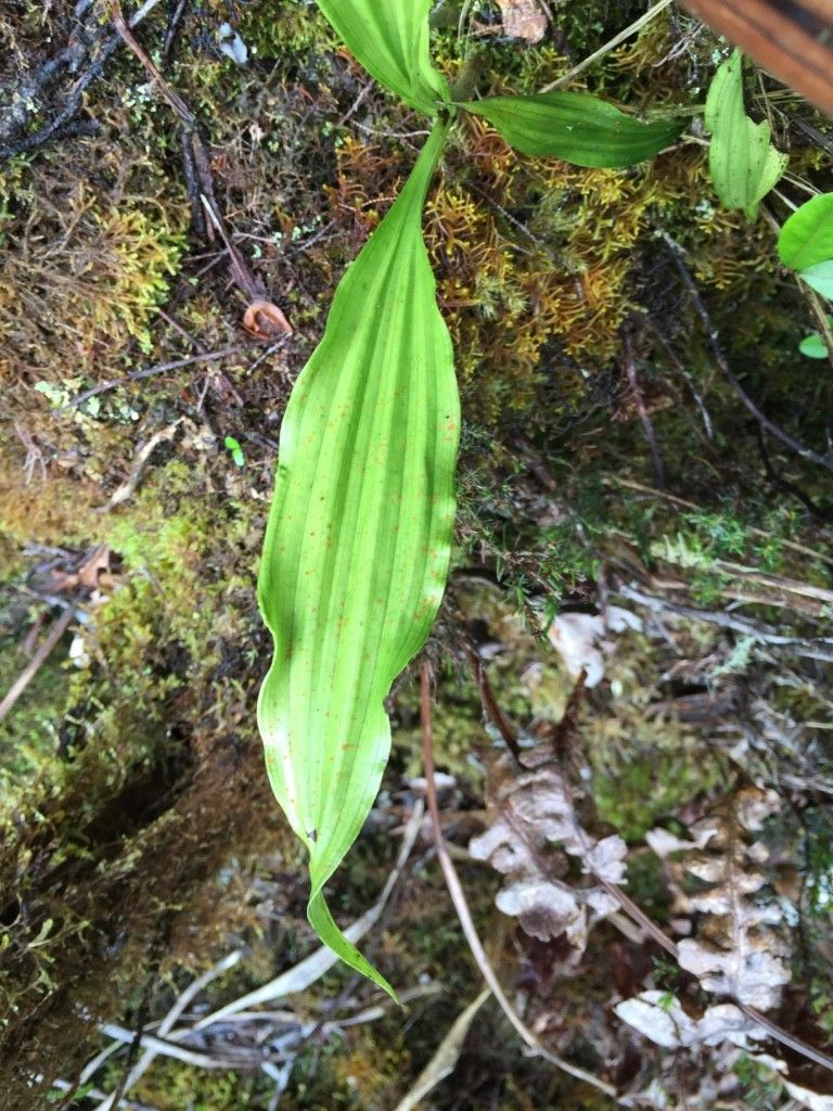 Calanthe pulchella leaf