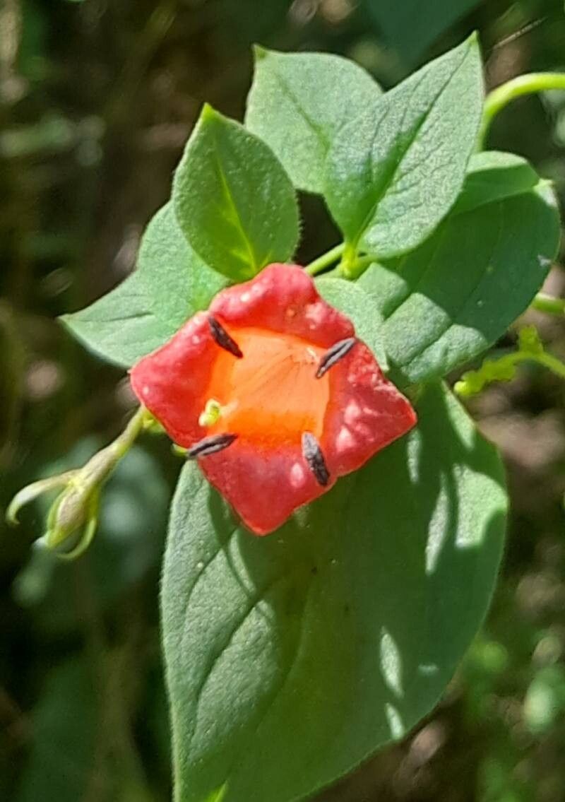 Manettia cordifolia flower