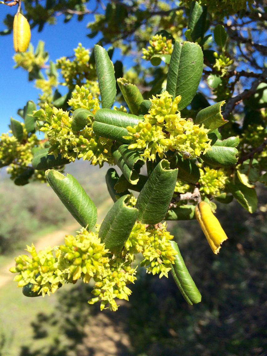Rhamnus ilicifolia flower