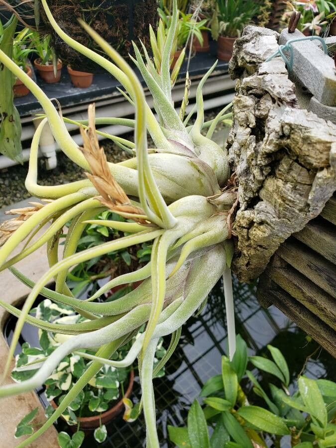 Tillandsia caput-medusae leaf